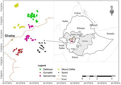 Diversity, preference, and conservation priority of woody plant species in coffee agroforestry system in southwest Ethiopia